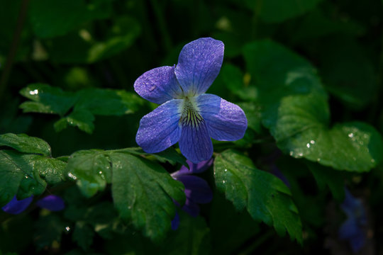 Close-up of common blue violet with morning sunlight and dew