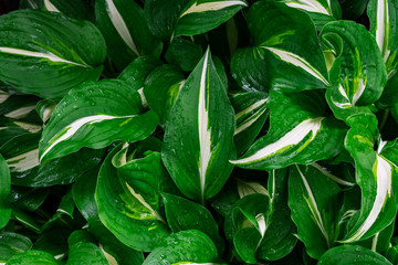 Green and white hosta plant. Hosta plants with wet leaves. Rain covered hosta plants. Upclose macro of Green hosta leaves.