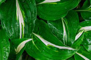 Green and white hosta plant. Hosta plants with wet leaves. Rain covered hosta plants. Upclose macro...