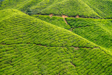Beautiful of Greenery hill of tea farm at Cameron Highlands Pahang, Malaysia
