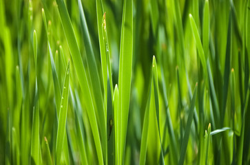Fototapeta na wymiar Summer tips of grass in macro photography