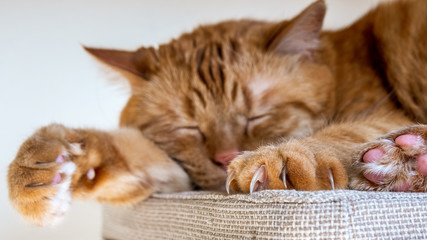 Large orange cat sleeping on a chair; Selective focus on large claws visible on one of the front paws