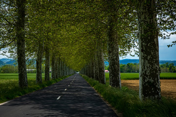 Fototapeta na wymiar Avenue of trees in Auvergne france
