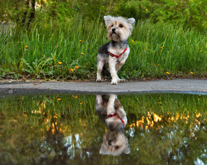 Yorkshire Terrier, or York — decorative dog breed, bred in England, Yorkshire in the late XIX...