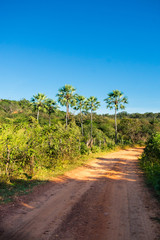 Fototapeta na wymiar Carnauba palms (Copernicia prunifera) against blue sky in Oeiras, Piaui state - Brazil