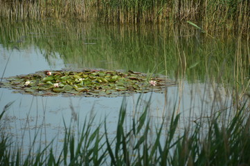 Teich mit Seerose