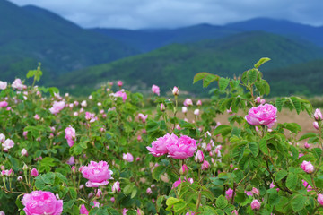 Beautiful Bulgarian Damask Roses