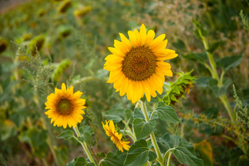 Obraz premium Pareja de girasol, campo de esta planta