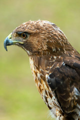 red-tailed hawk or Buteo jamaicensis close-up portrait