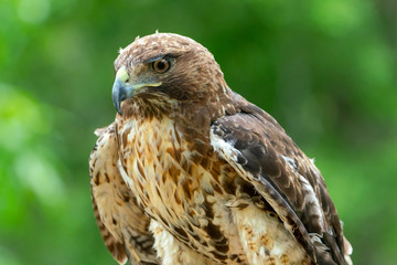 red-tailed hawk or Buteo jamaicensis close-up portrait