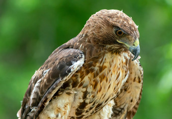 Fototapeta premium red-tailed hawk or Buteo jamaicensis close-up portrait