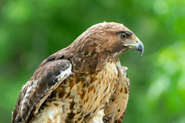 red-tailed hawk or Buteo jamaicensis close-up portrait