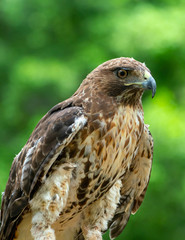 red-tailed hawk or Buteo jamaicensis close-up portrait