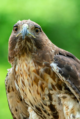 red-tailed hawk or Buteo jamaicensis close-up portrait