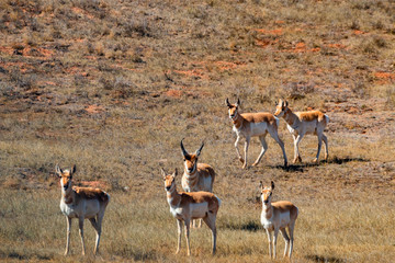 Sweet Herd of Pronghorn Antelope