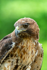 red-tailed hawk or Buteo jamaicensis close-up portrait