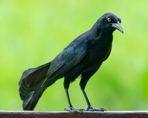 Carib grackle or Greater Antillean blackbird on green