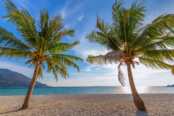 Coconut Palm trees on white sandy beach and  blue sky in south of Thailand