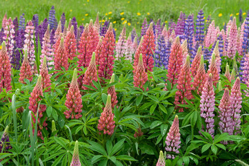 Lupinus field with pink purple and blue flowers
