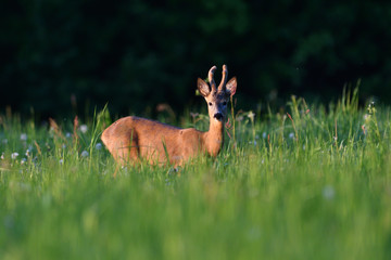 Young roe deer with growing antler grazing grass on the meadow