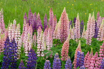 Lupinus field with pink purple and blue flowers