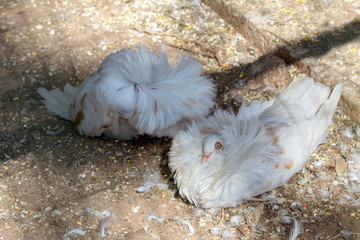 Two purebred motley pigeon close-up