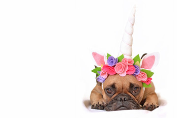 Brown French Bulldog dog girl dressed up with beautiful unicorn horn headband with flowers lying on the floor on white  © Firn