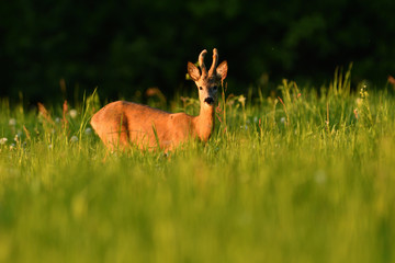 Young roe deer with growing antler grazing grass on the meadow