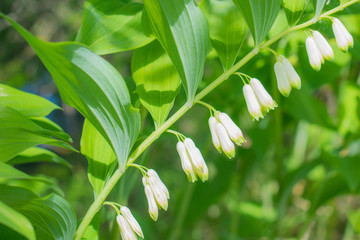 White flowers close up. Green leaf. Beautiful background