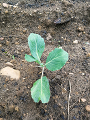 Primeras hojas de berza o repollo  en crecimiento