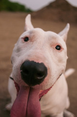 Retrato de Perros curiosos