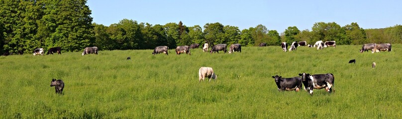 Naklejka na ściany i meble Panoramic view of herd of multi-colored roan cows with their calves grazing in the field
