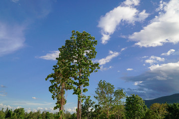 Dipterocarpus tuberculatus Roxb tree in northern Thailand