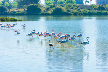 Flamingos resting in the saltworks