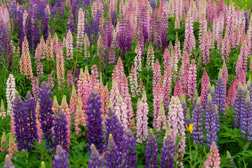 Fototapeta na wymiar Lupinus field with pink purple and blue flowers