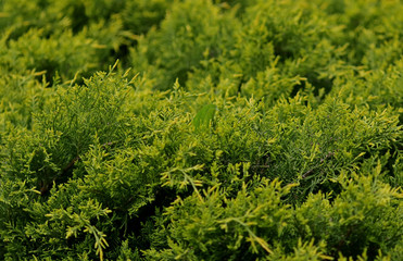 green grass background