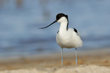 bird on the beach