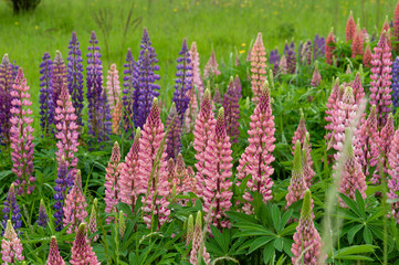 Lupinus field with pink purple and blue flowers