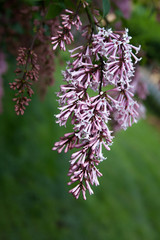 Japanese lilac