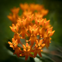 Butterfly Milkweed