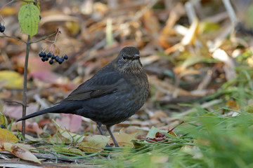 blackbird on a branch