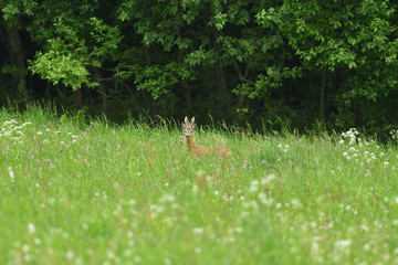 Young roe deer with growing antler grazing grass on the meadow