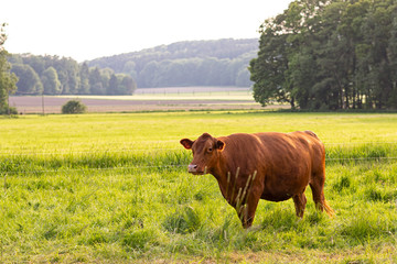 Agriculture and livestock. Grazing cow in the pasture. Nature green fields and meadows.