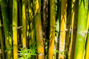 Close up of large bamboo shoots