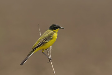 yellow bird