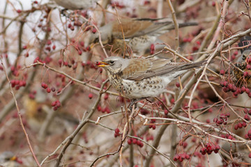 bird on a branch