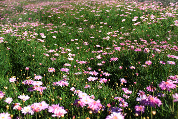 Wild pink flower bush in sunny day