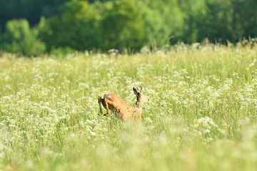 Roe buck jumping in the grass on meadow nera forest