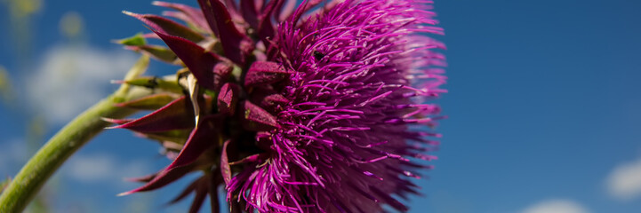Purple thistle flower on blue sky background.