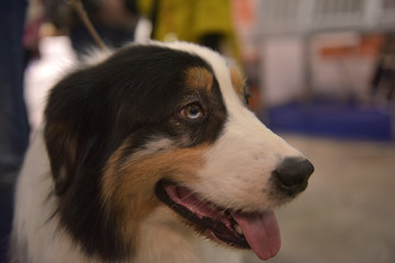 Australian Shepherd dog,
